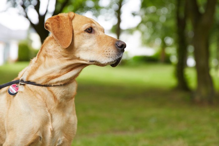 首輪に札をつけている犬