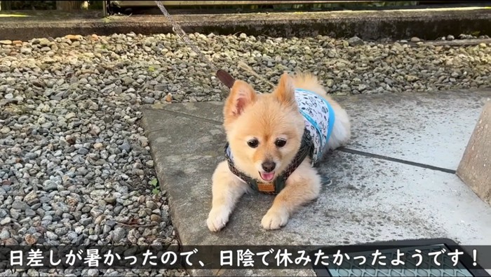 神社の地面に伏せる犬