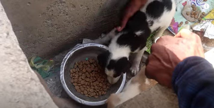 餌をたべる子犬