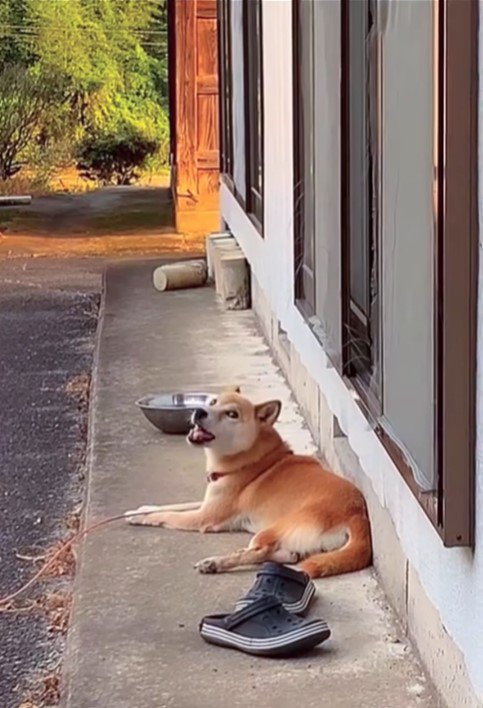 音楽に合わせて歌うコロちゃん7