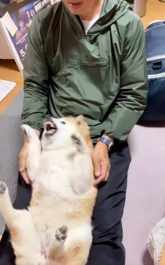 仰向けにされたここちゃん