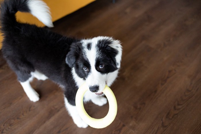 オモチャをくわえた子犬