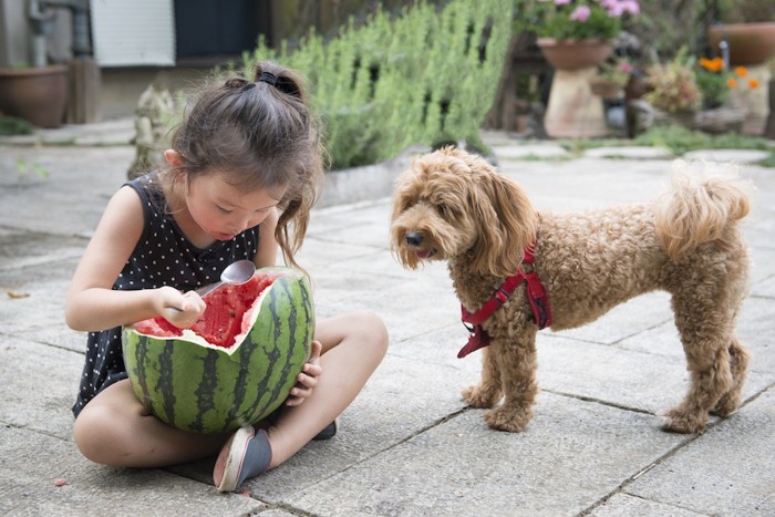 スイカを食べる女の子と見つめる犬