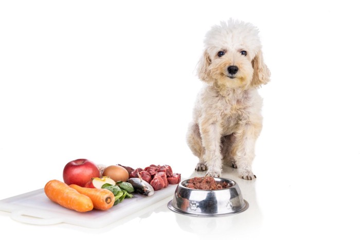 犬とドッグフードと食材