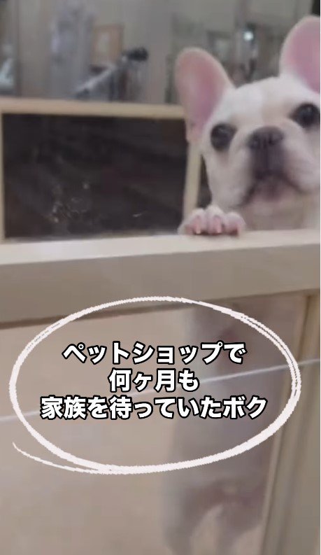 売れ残っていた犬