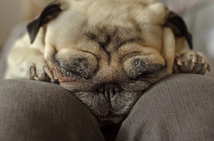 膝の上で眠るパグ