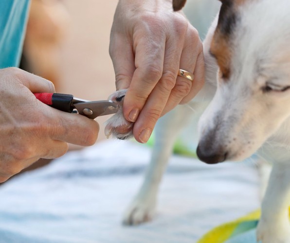 足の爪を切られている犬