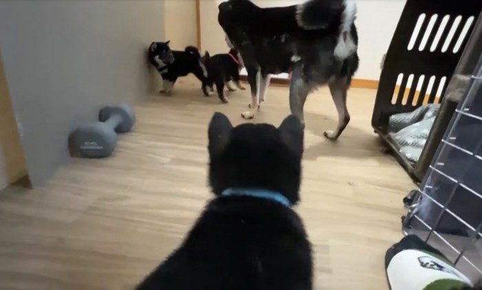 4匹の子犬と母犬