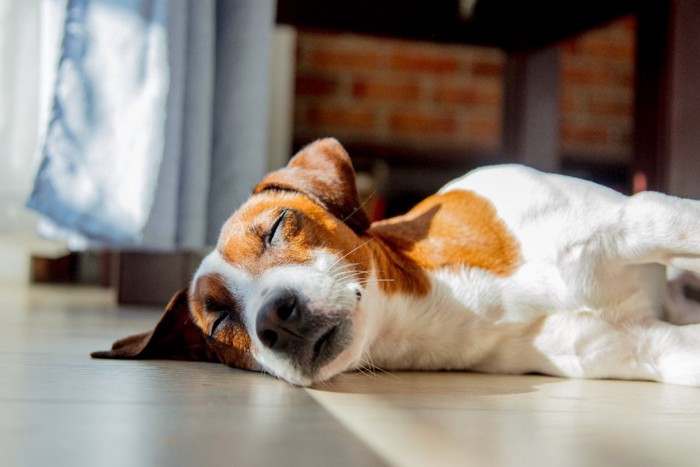 床で眠っている犬