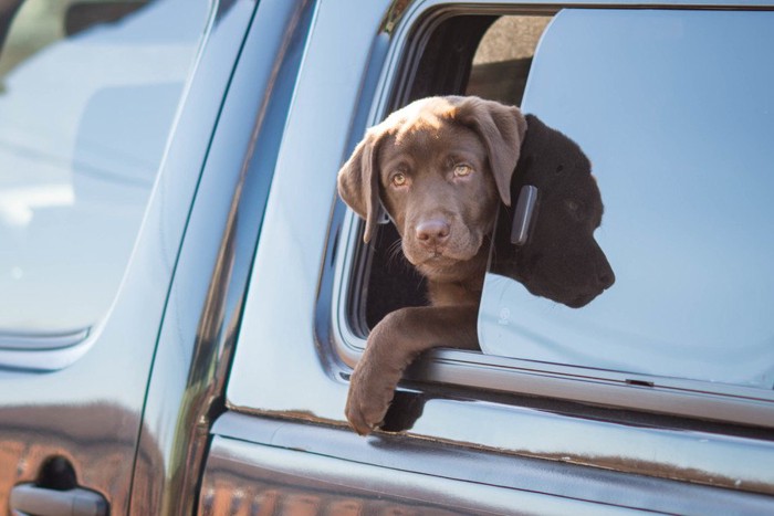 車窓から顔を出すラブラドールの子犬