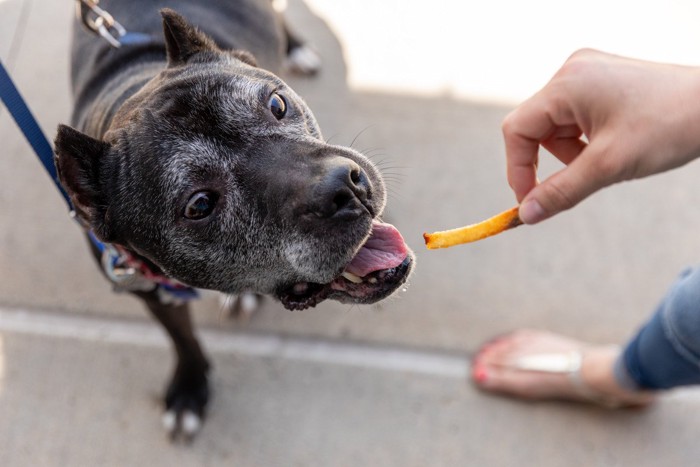 おやつを食べる、顔に白髪のある黒い犬