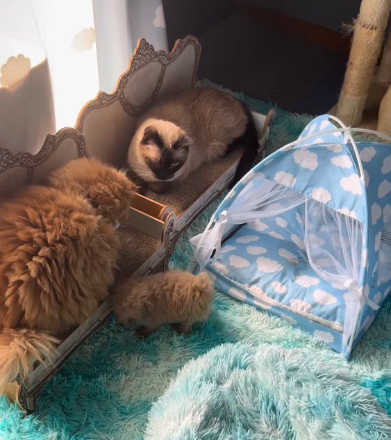 2頭の猫に見守られながら絨毯の上を歩く子犬