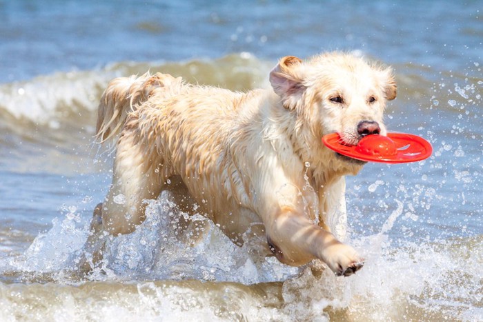 赤いディスクをくわえて水辺を走る犬