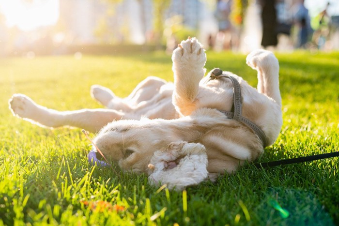 芝生で仰向けになる犬