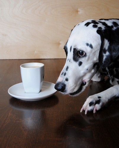 コーヒーの前の犬