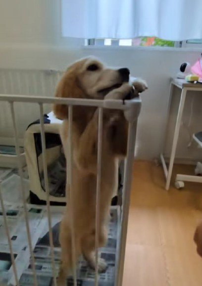 無邪気に挨拶するそらちゃん