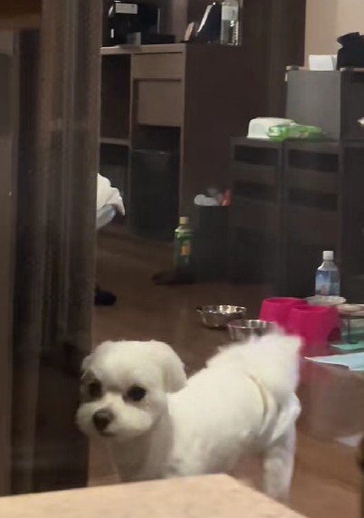 圧をかけるマルチーズさん