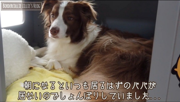 遠い目をする犬