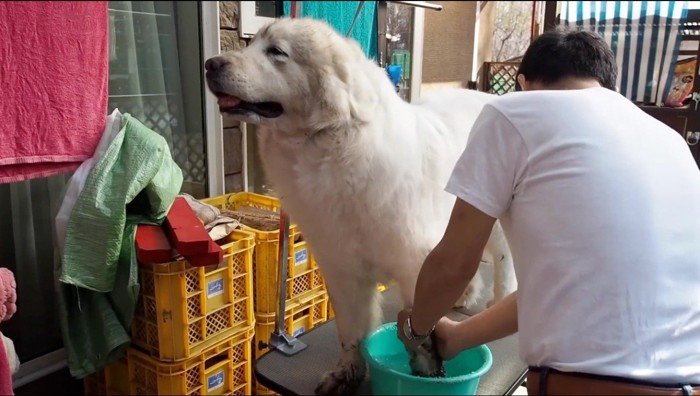 男性に足を洗われる犬