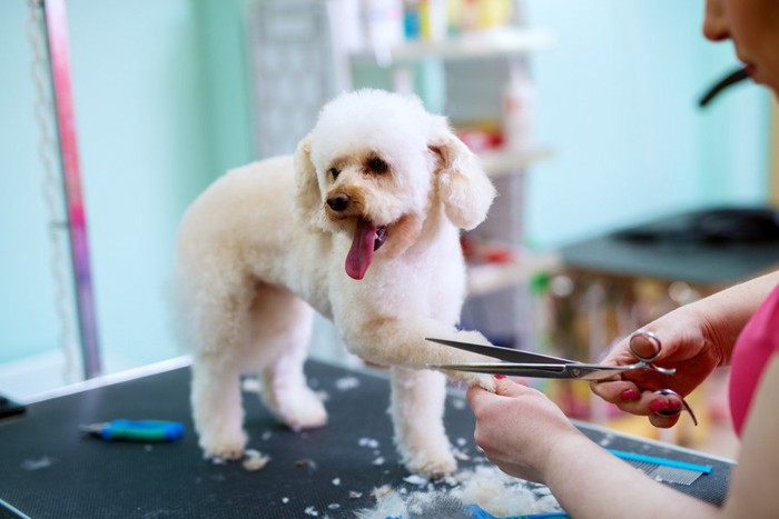 トリミングをされている犬の写真