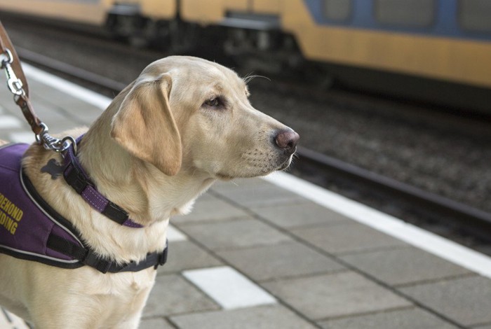 盲導犬のゴールデンレトリバーの横顔