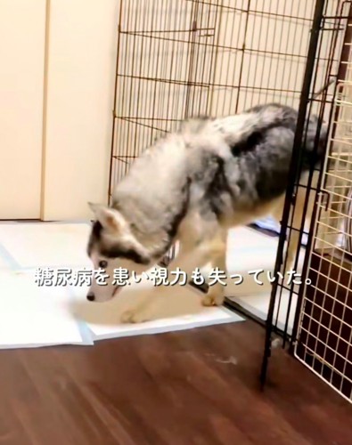 下を向いて歩く犬