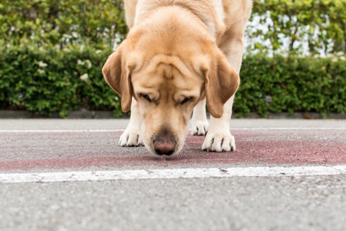 地面を嗅ぐ犬