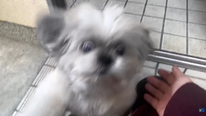 てんぽさんの熱烈歓迎3