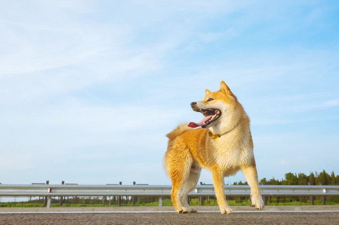 うすい雲の多い青空と柴犬