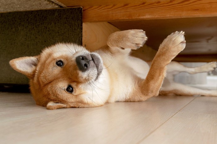 家具の下の寝転がる犬