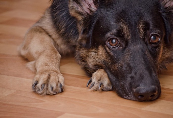 見つめる犬