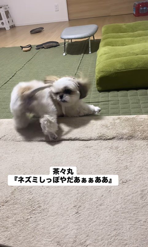 ネズミしっぽを嫌がる茶々丸ちゃん8