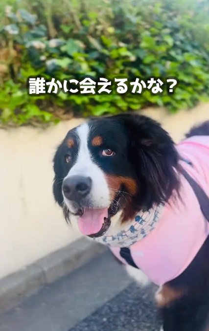 期待するあざちゃん