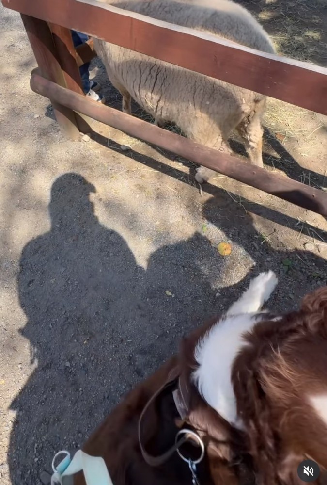 座り込む犬