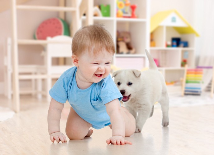 赤ちゃんを追いかける犬