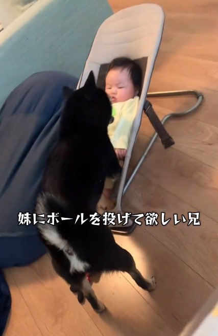 赤ちゃんに近づく柴犬