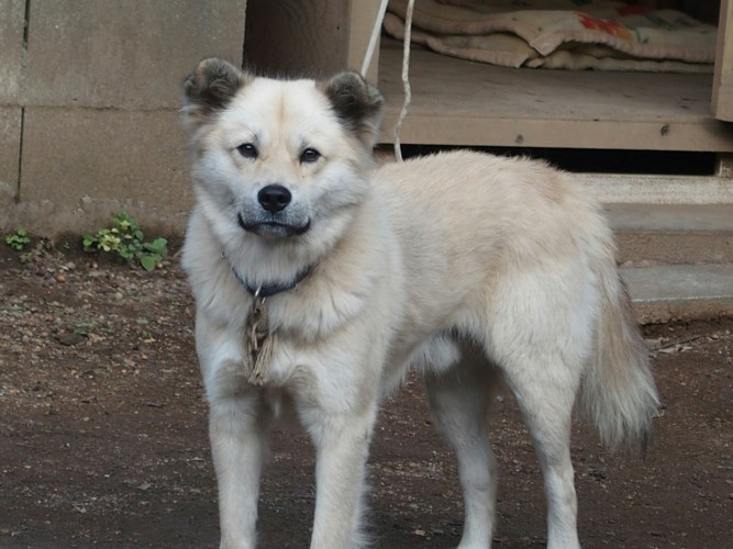 こっちを見るミックス犬