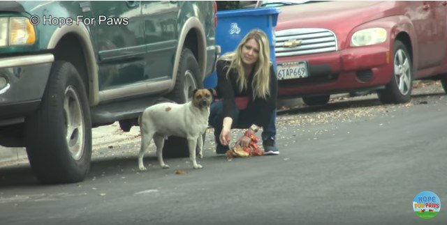 車の下から出てきた犬