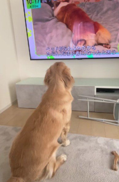 釘付けな姿にホッコリ