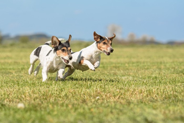 2頭の犬