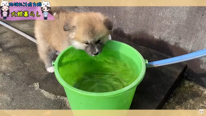 バケツと仔犬