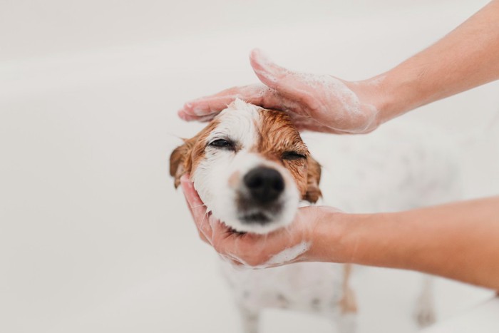 シャンプーされている犬