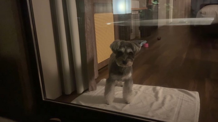 旅行中のティノちゃん7