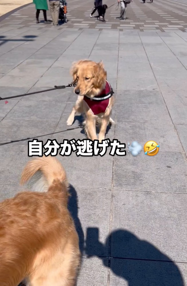 遠くから見つめる大型犬