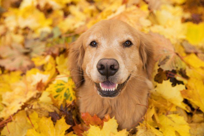 落ち葉の中の犬