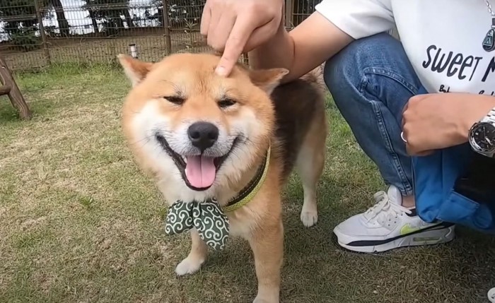 頭を指で押される柴犬