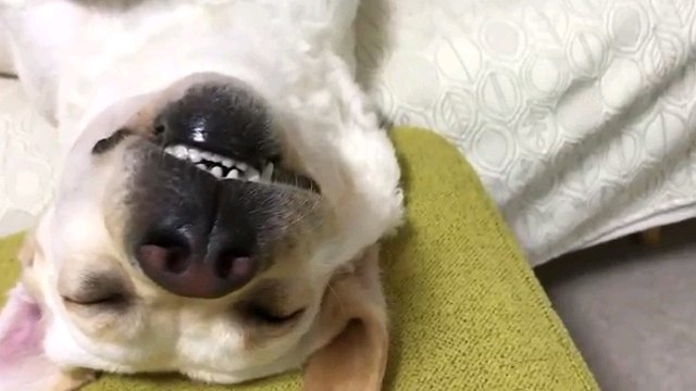 犬の顔アップ