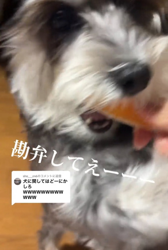遊んでもらう犬
