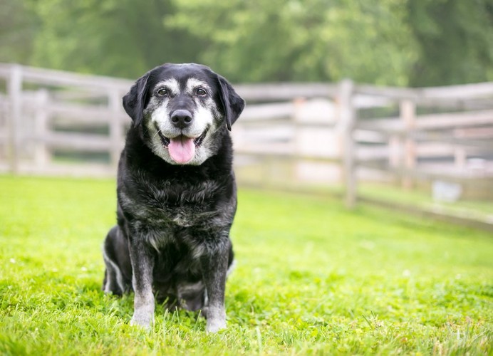 芝生に座る顔と手足が白髪になった黒い犬