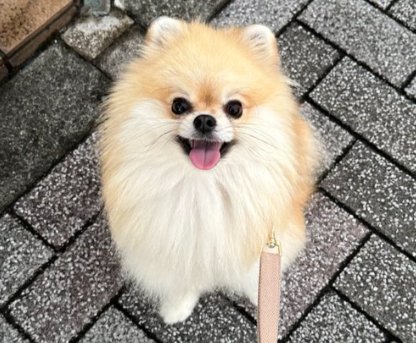 飼い主